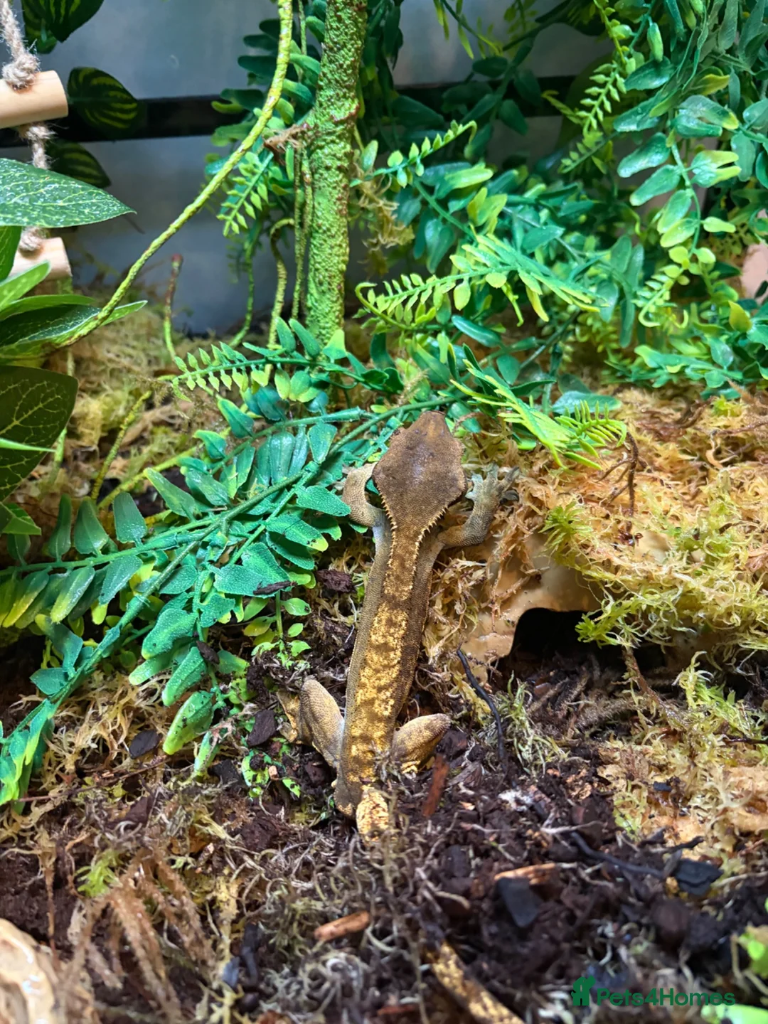 Gecko reptiles for sale: Loki the crested gecko  - Advert 2