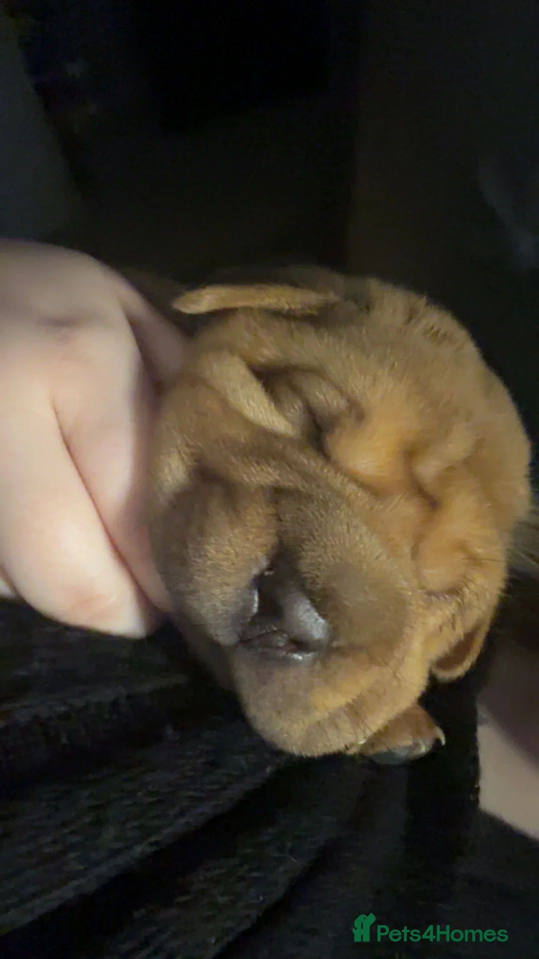 Shar Pei dogs for sale: 9 weeks old Shar pei male in Wednesbury - Advert 2