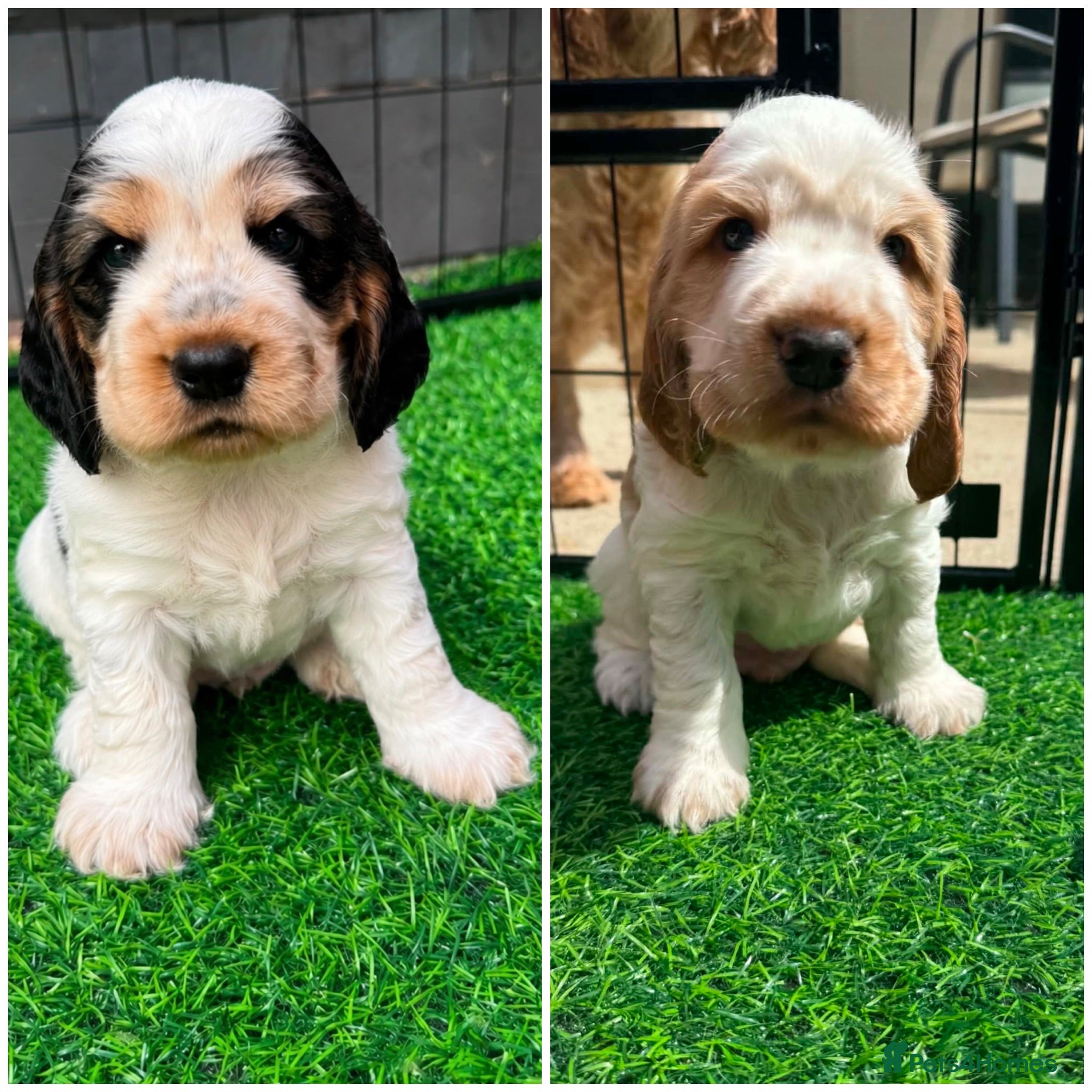 Cocker Spaniel dogs 🧡2 HANDSOME KC SHOW COCKER SPANIEL BOYS LEFT💙🧡 - Advert 18