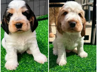 Cocker Spaniel dogs 🧡2 HANDSOME KC SHOW COCKER SPANIEL BOYS LEFT💙🧡 - Advert 18