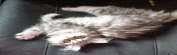 Siberian cats for sale: Absolutely Fabulous Kittens - Advert 20