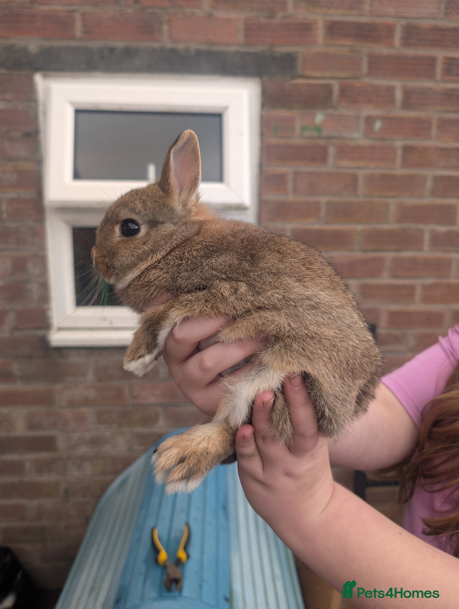 Netherland Dwarf rabbits Netherland dwarf female  - Advert 1