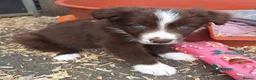 Border Collie dogs for sale: Beautiful fluffy Collie Pups for Sale - Advert 21