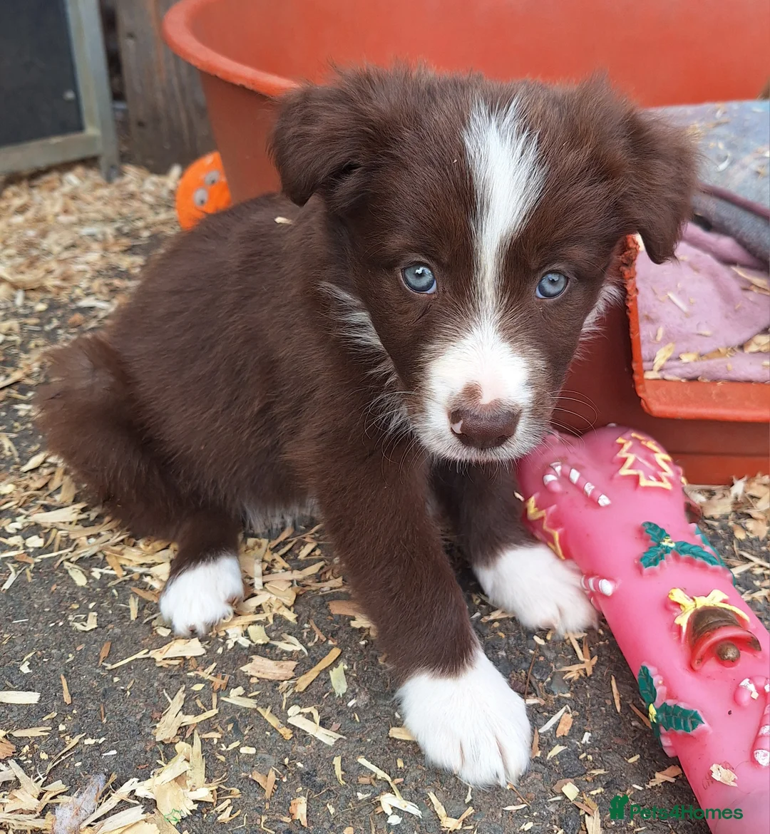 Border Collie dogs for sale: Beautiful fluffy Collie Pups for Sale - Advert 21