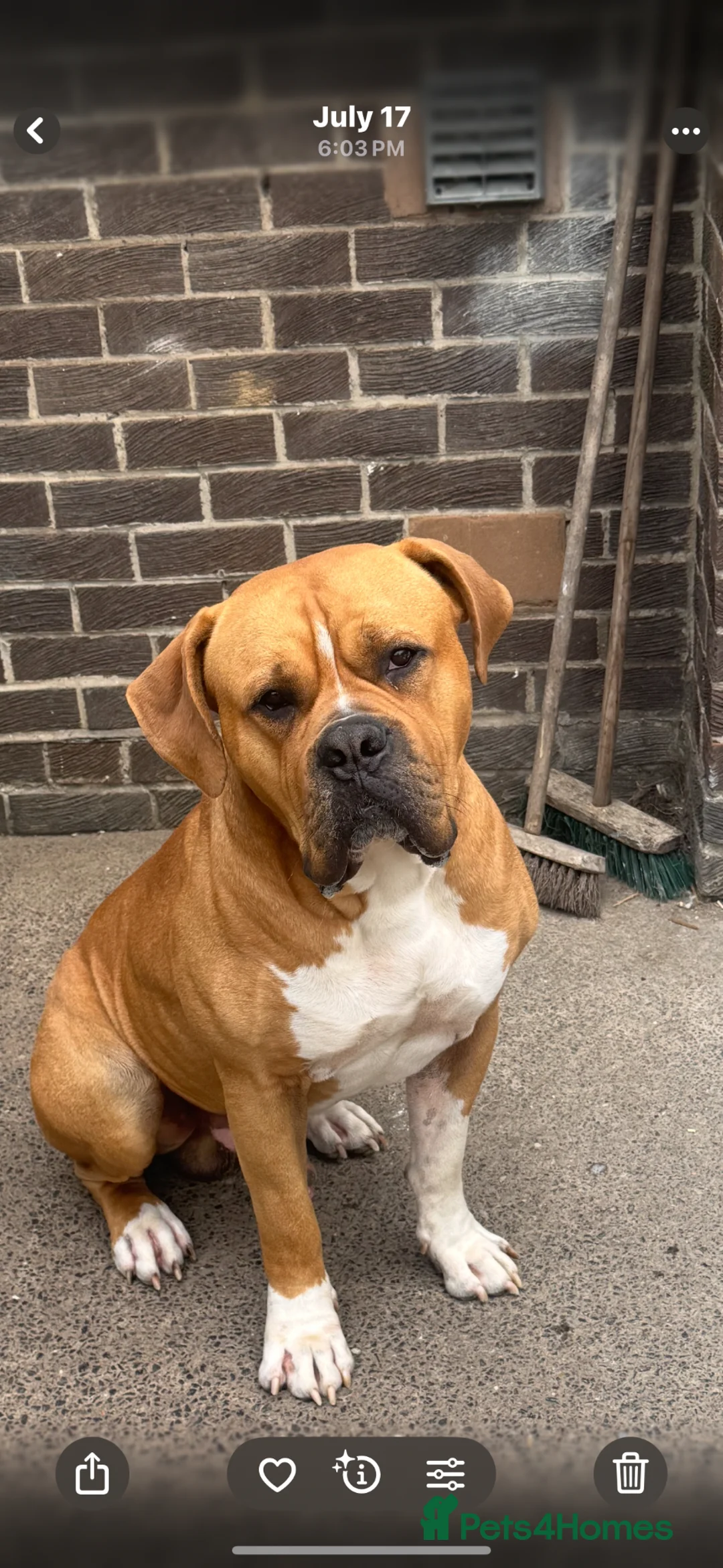 Mixed Breed dogs for stud: MY MARLS!!! in Ashington - Advert 1