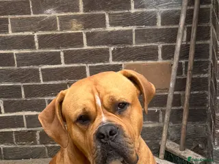 Mixed Breed dogs MY MARLS!!! - Advert 4