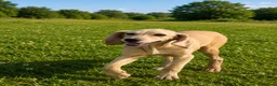 Mixed Breed dogs for adoption: ROSIE BEAUTIFUL PUPPY LOOKING FOR HER FOREVER HOME in Maidstone - Advert 10