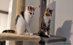 Domestic Shorthair cats for sale: Two beautiful kittens for sale - Image 2