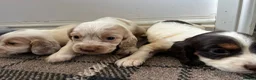Sprocker dogs for sale: 🐾 Beautiful F2 Sprocker Spaniel Puppies 🐾 - Advert 17