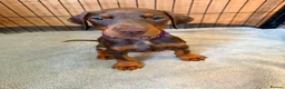 Dobermann dogs for sale: Reduced ❌ ready now  - Advert 10