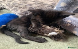 Domestic Shorthair cats for sale: Tabby kittens for sale - Image 29