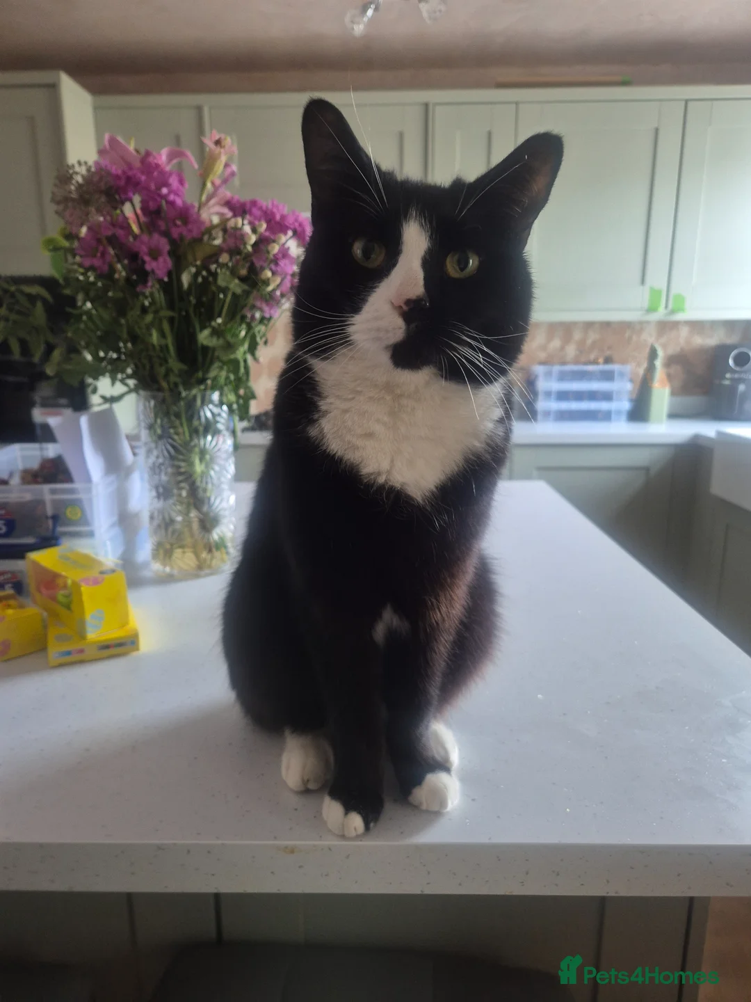 Mixed Breed cats for sale: Prince is looking for his 4ever home.  in Stoke-on-Trent - Advert 1