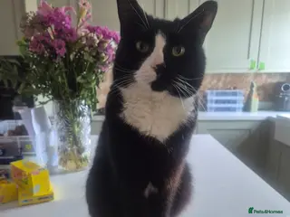 Mixed Breed cats Prince is looking for his 4ever home. - Advert 4