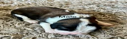Saint Bernard dogs for sale: Beautiful KC registered show quality Puppies.  - Advert 34
