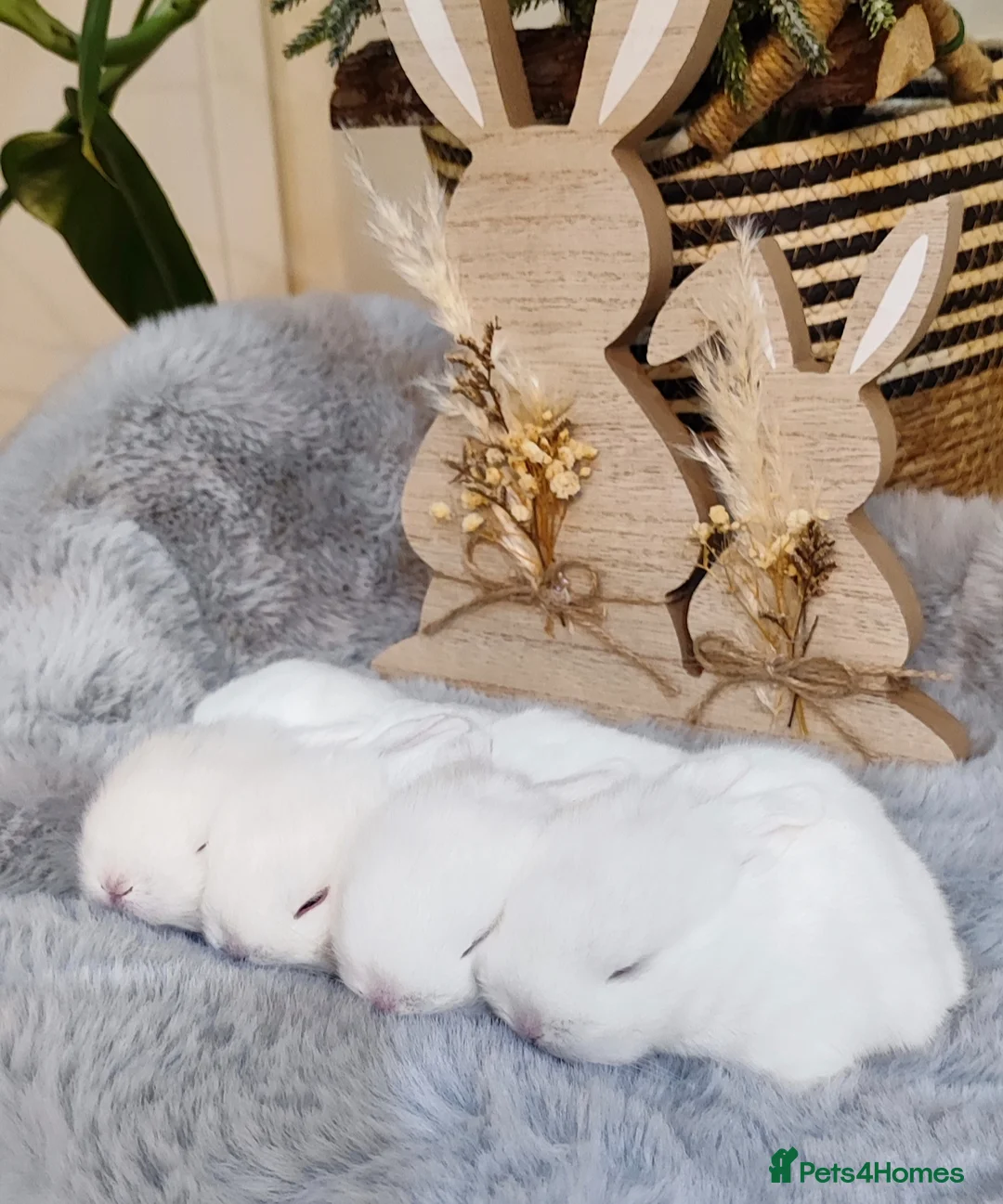 Mini Lop rabbits for sale: Beautiful mini lop x mini lop lion head  - Advert 10