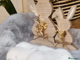 Mini Lop rabbits Beautiful mini lop x mini lop lion head - Advert 8