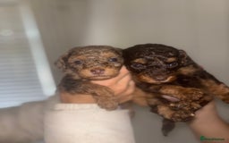 Cavapoo dogs for sale: 4 gorgeous boy cavapoos🐾 - Image 2