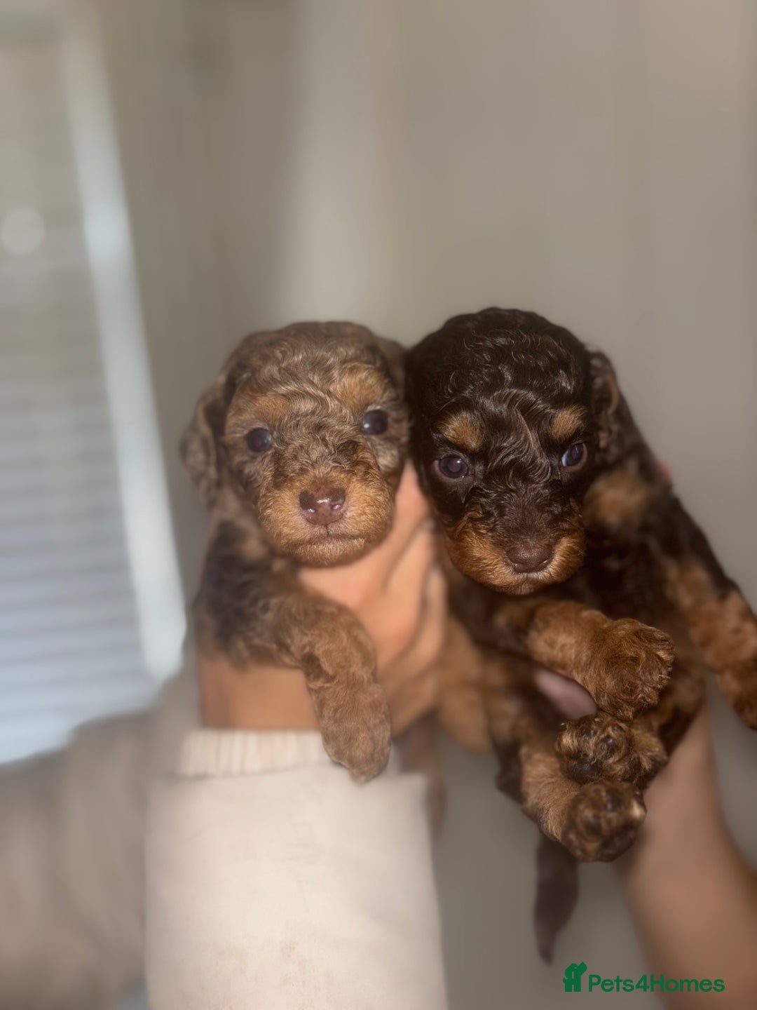 Cavapoo dogs for sale: 4 gorgeous boy cavapoos🐾 - Image 2
