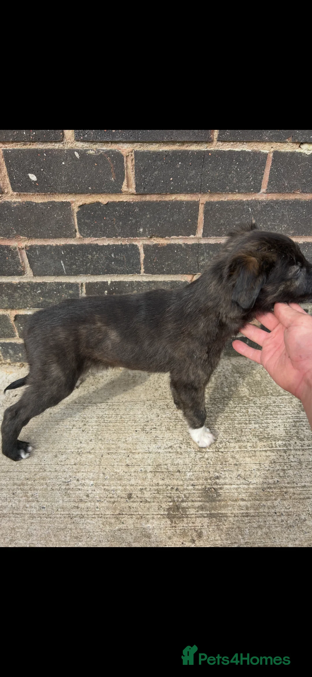 Mixed Breed dogs for sale: Collie Wheaten greyhound pups  - Advert 2