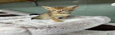 Savannah Kitten 1