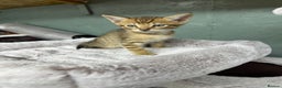 Savannah cats for sale: Savvanah kittens  - Advert 3