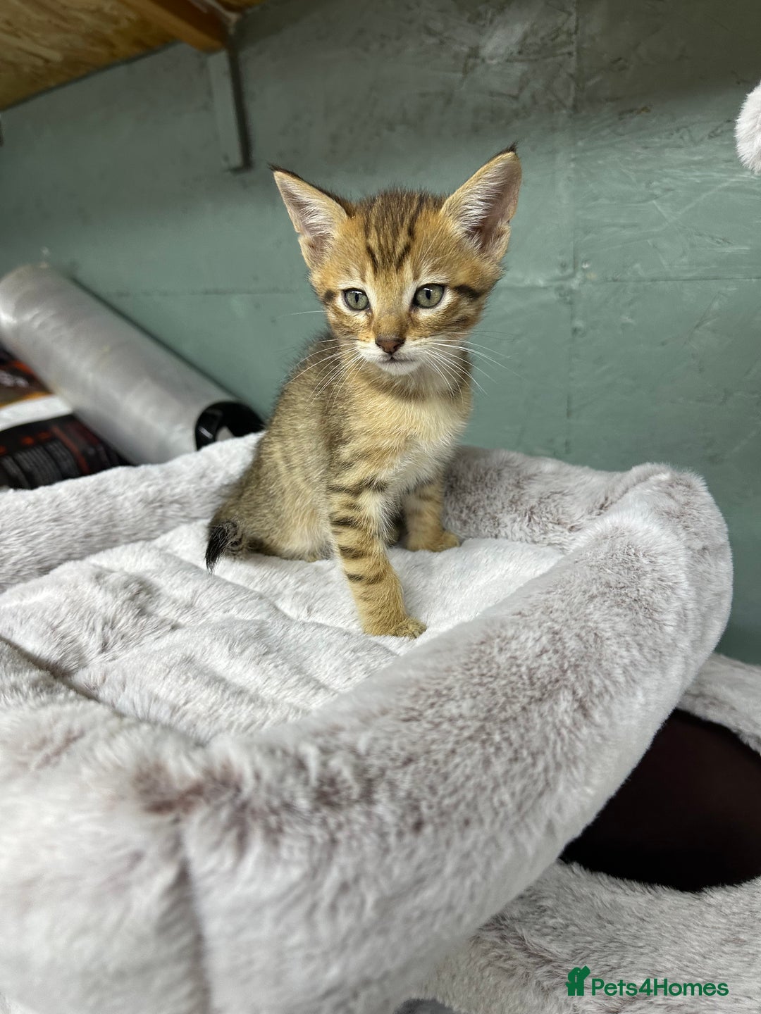 Savannah cats for sale: Savvanah kittens  - Advert 3