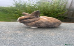 Mini Lion Lop rabbits for sale: 4 Lion Lop Kits for sale - Ready 4th November  - Advert 3