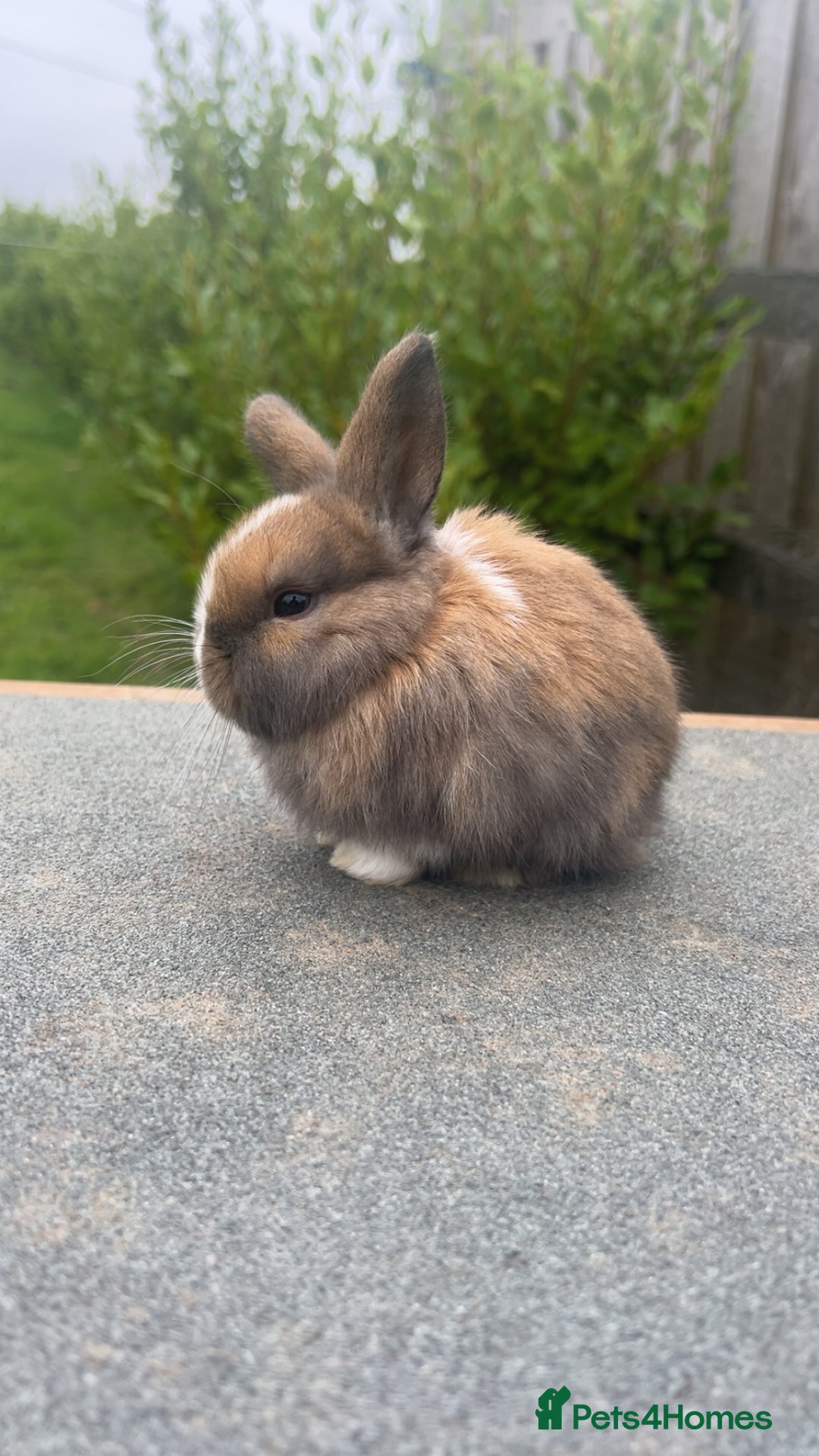 Mini Lion Lop rabbits for sale: 4 Lion Lop Kits for sale - Ready 4th November  - Advert 3