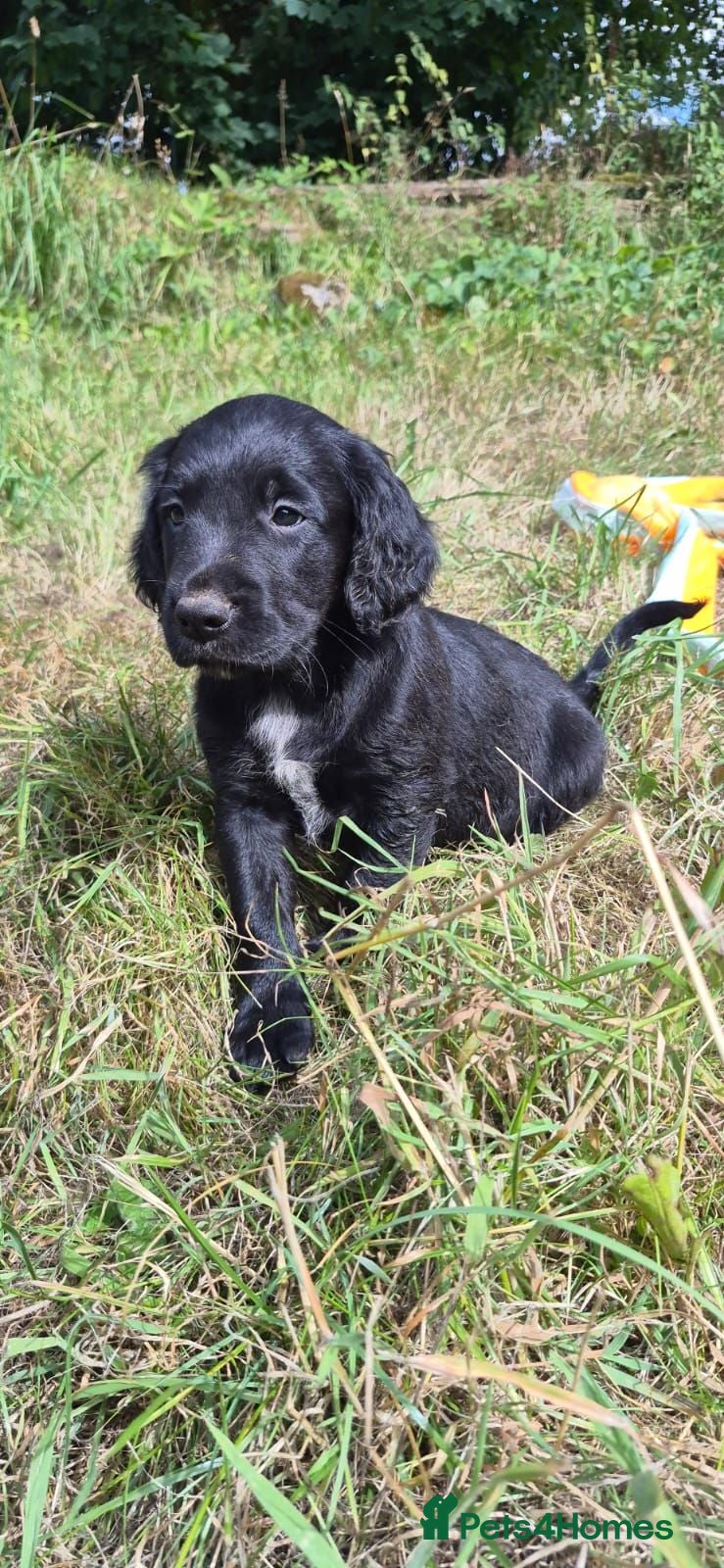 Mixed Breed dogs Cocker x Collie Puppies - Advert 2