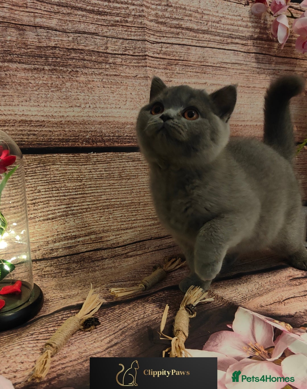 British Shorthair cats for sale: READY NOW GCCF chunky British Shorthair kittens  - Advert 12