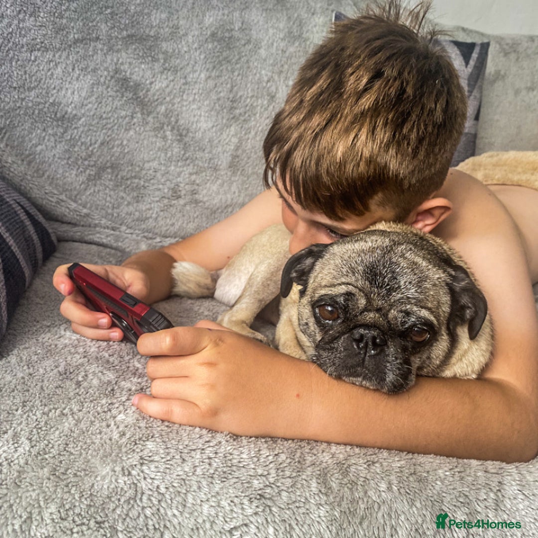 Pug dogs for sale: The sweetest 8 year old Female Pug  - Advert 8