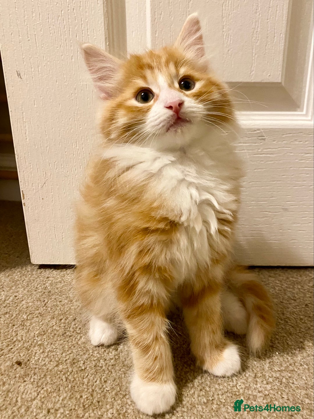 Domestic Shorthair cats for sale: Domestic Shorthair X Ragdoll Cross - Advert 2