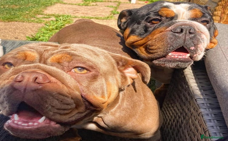 English Bulldog dogs - Advert 9