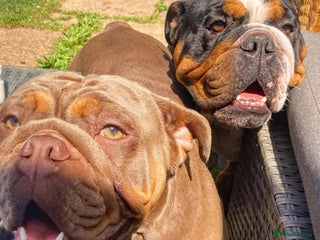 English Bulldog dogs Two Kennel Club Registered English Bulldogs - Advert 15