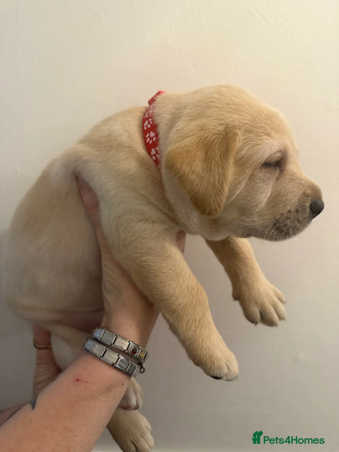 Labrador Retriever dogs for sale: KC Registered Labrador Puppies  - Advert 9