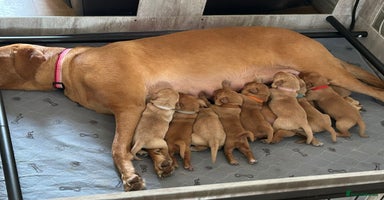 Labrador Retriever dogs - Advert 3