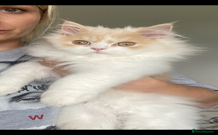 British Longhair cats in Milton Keynes - Advert 5