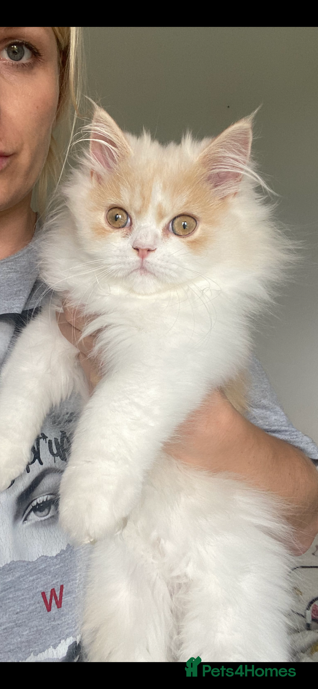 British Longhair cats for sale:  😻 BEAUTIFUL BLH BOY😻 READY TO LEAVE  in Milton Keynes - Image 1