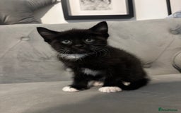 British Shorthair cats for sale: Kittens for sale  - Advert 5