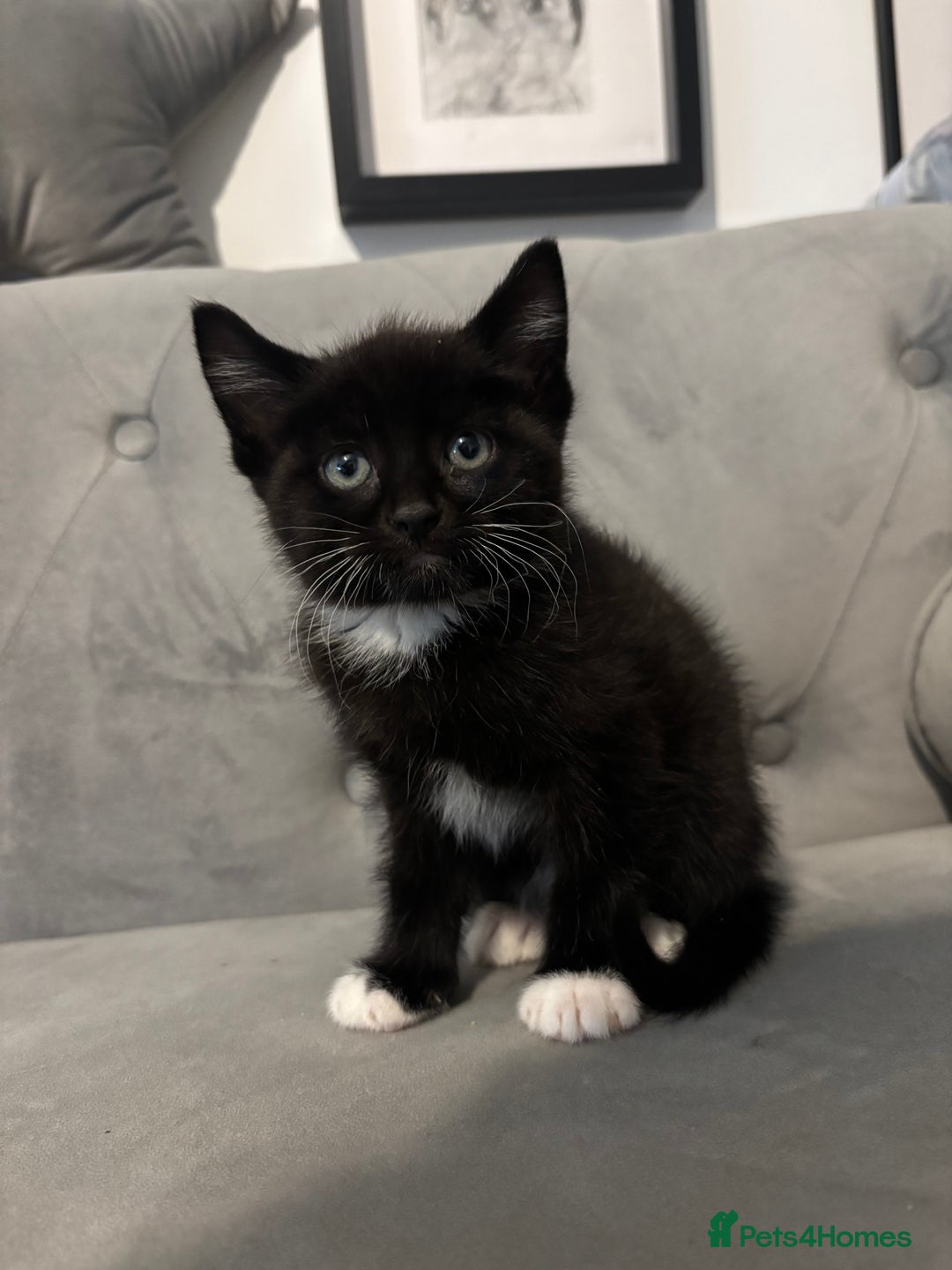 British Shorthair cats for sale: Kittens for sale  - Advert 5