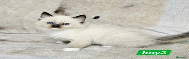 Ragdoll 2