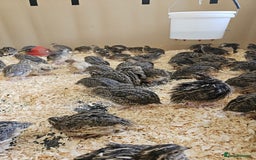 Mixed Breed birds for sale: Coturnix quail large  - Image 1