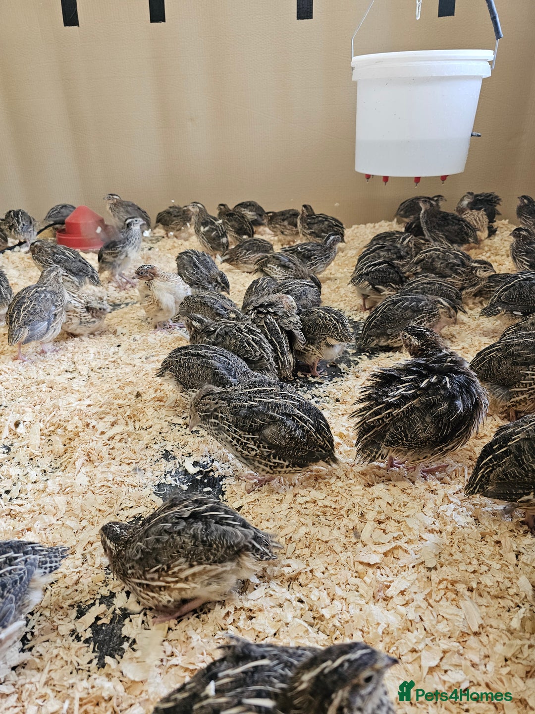 Mixed Breed birds for sale: Coturnix quail large  - Image 1