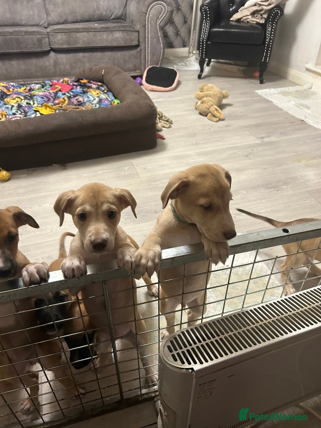 Mixed Breed dogs for sale: Salukigrey/bullgrey hound - Advert 12