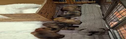 Cairn Terrier dogs for sale: Stunning pedigree litter bred from champion cairns - Advert 5