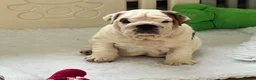 English Bulldog dogs for sale: Beautiful KC Reg Bulldog Puppies - Advert 4