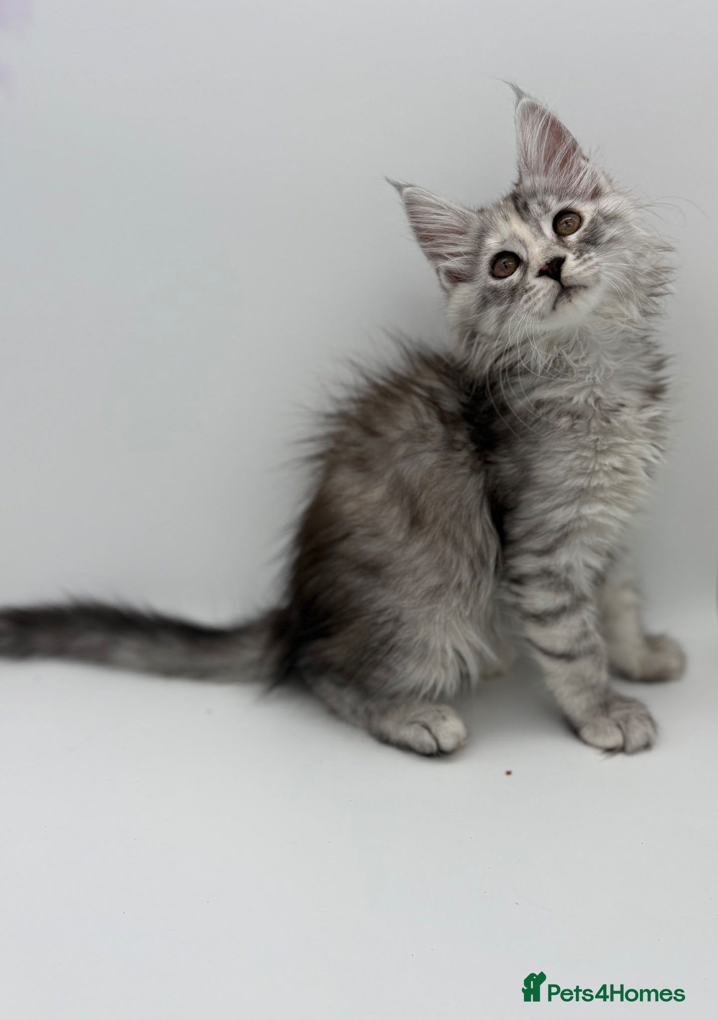 Maine Coon cats RESERVED LAST Maine coon kitten READY NOW - Advert 3