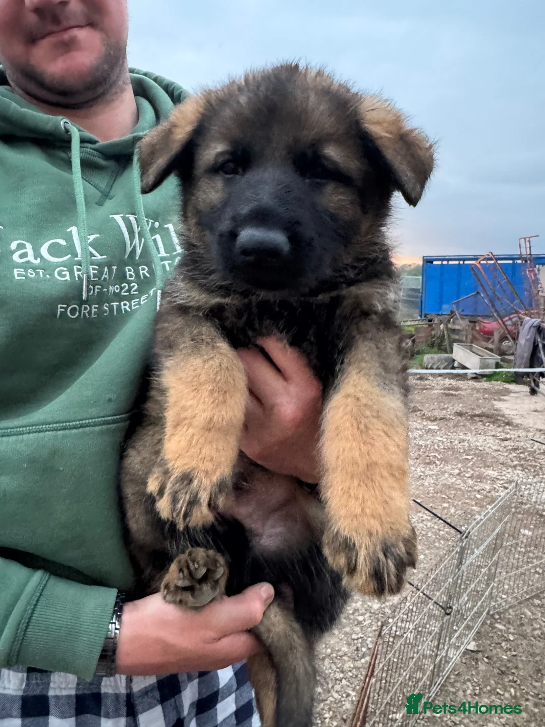 German Shepherd dogs for sale: 🤩 5 gorgeous German Shepherd pups  in Crewe - Advert 2