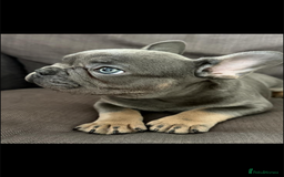 French Bulldog dogs for sale: Stunning French bulldog puppies  - Image 5