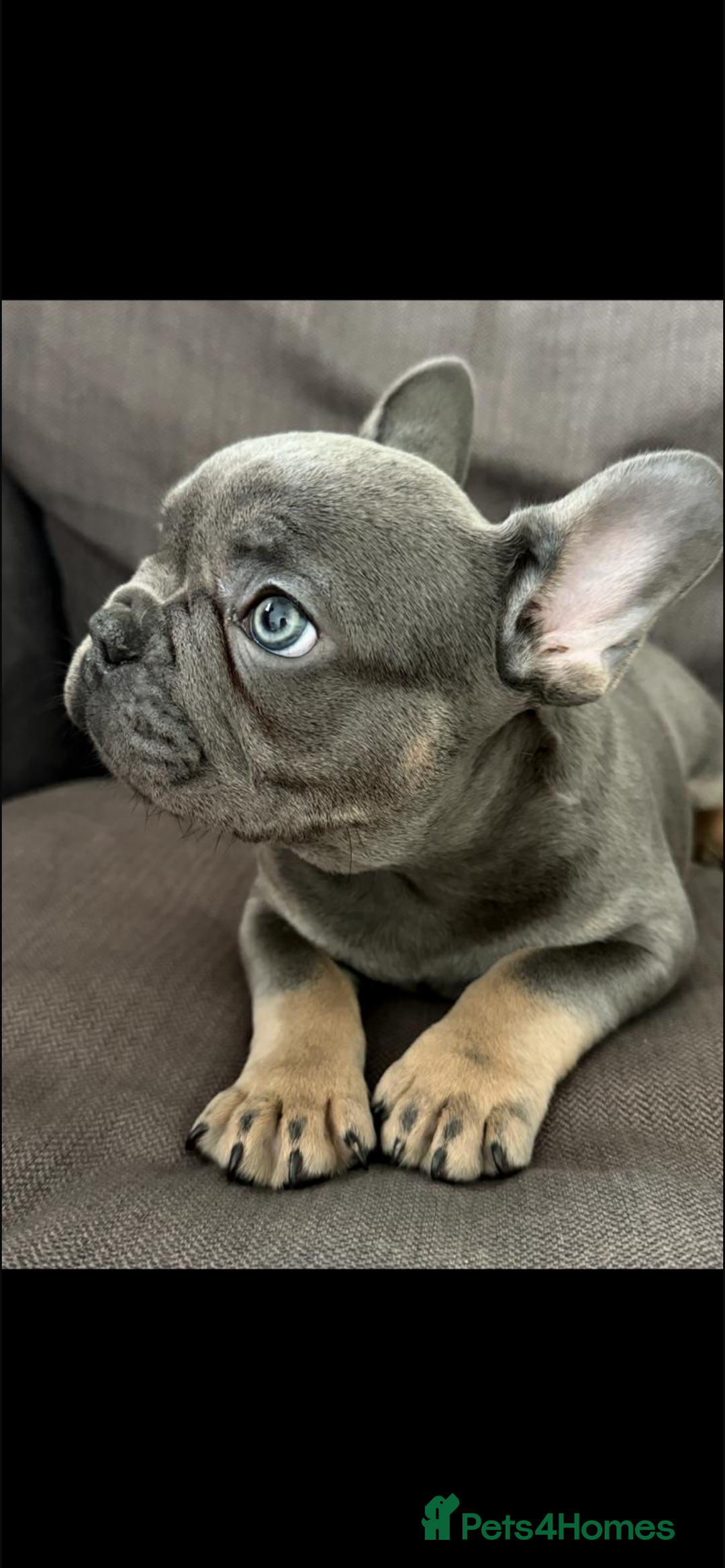French Bulldog dogs for sale: Stunning French bulldog puppies  - Image 5